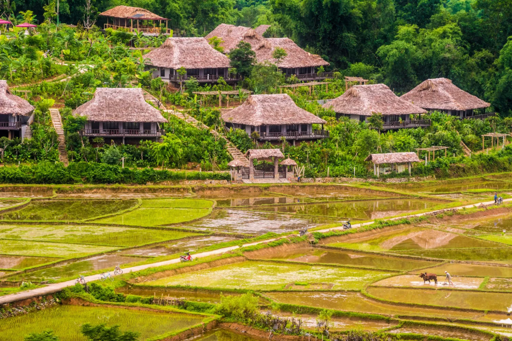 Panoramic view of Mai Chau rice terraces in harvest season