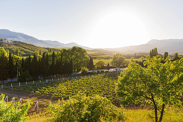Panoramic view of vineyards with mountains and blue sky in the background